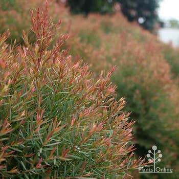 Melaleuca Claret Tops