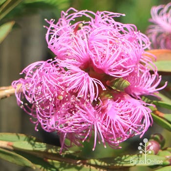 honey myrtle - Melaleuca thymifolia