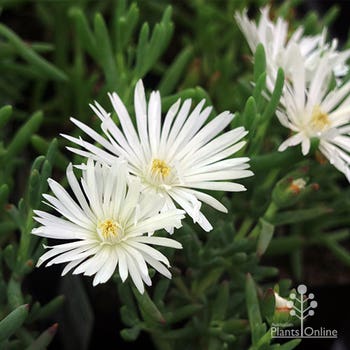 white mesembryanthemum flowers