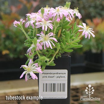 mesembryanthemum pink dwarf ice plant