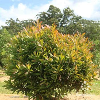 Melaleuca Mini Quini