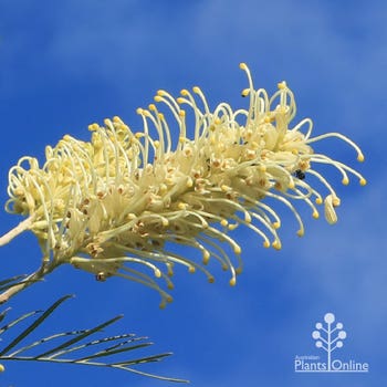 Grevillea Moonlight flower full open