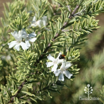 Westringia Mundi variegated