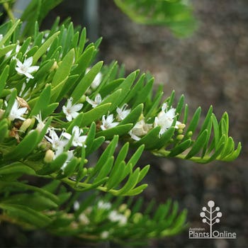 broad leaf white myoporum