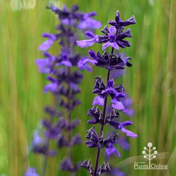 Salvia Mystic Spires flowering sage