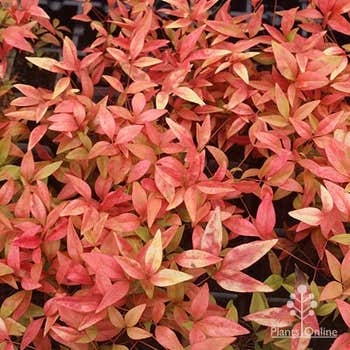 Nandina Firepower in summer