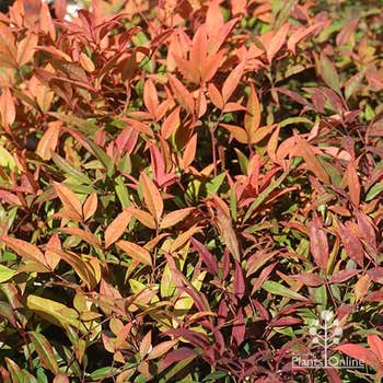 nandina Moonbay winter colour
