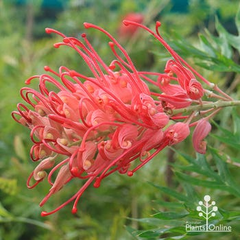 Grevillea Ned Kelly