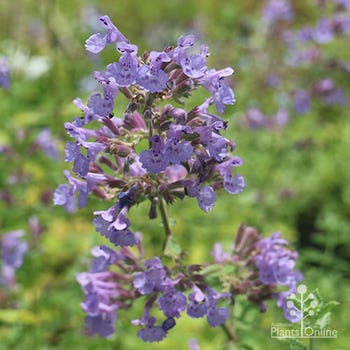 Nepeta Walkers Low catmint
