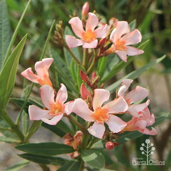Nerium Dwarf Apricot - peach oleander