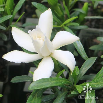 Gardenia O SO FINE