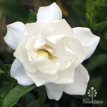 Gardenia Ocean Pearl bloom