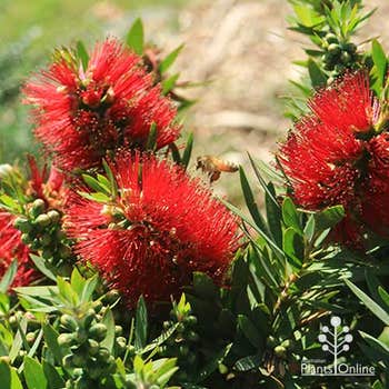Callistemon Little John in sun