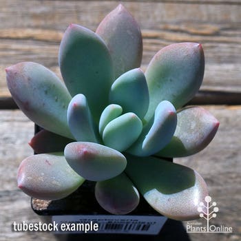Graptoveria Opalina tubestock