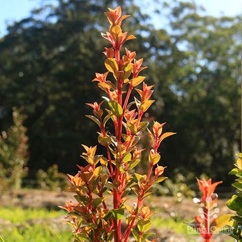 lilly pilly Orange Twist