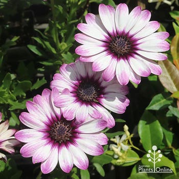 Unicorn cape daisy