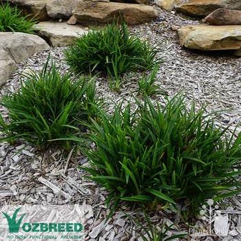 Dianella Baby Breeze tubestock plant