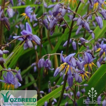 Ozbreed Dianella Little Jess in flower