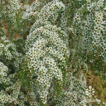 Pacific Beauty tea tree flowers