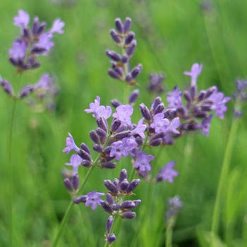 Pacific Blue lavender flowers