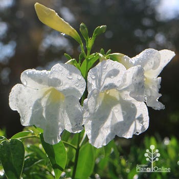 pandorea Lady Di all white pandorea