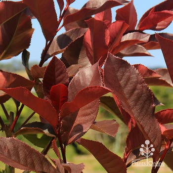 Photinia Black Jack