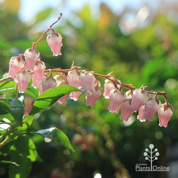 pink-tipped andromeda