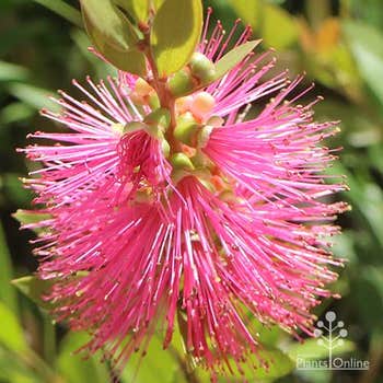 Callistemon Pink Alma