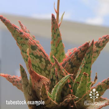 Pink Blush aloe tubestock plant winter colour