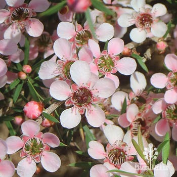 Pink Cascade Leptospermum