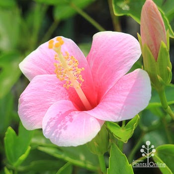 perfect pink chiffon hibiscus flower