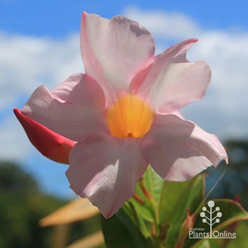 Dipladenia Rosea pale pink flower