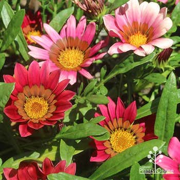 Gazania PInk