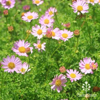 pink brachyscome cutleaf daisy