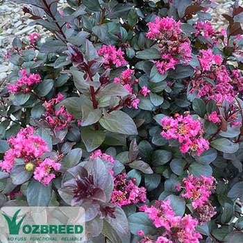 Crepe myrtle - Lagerstroemia Pinky Pink