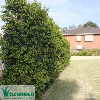 Syzygium Pinnacle - lilly pilly