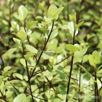 Pittosporum Silver Sheen