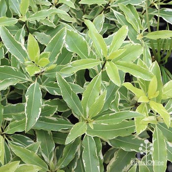 lemonwood pittosporum