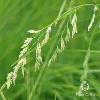 poa poiformis coastal tussock grass
