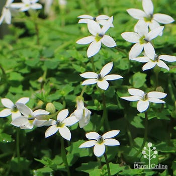 white star creeper flowers
