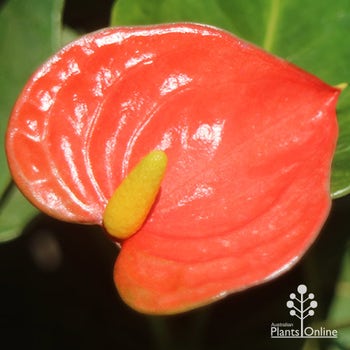 Prince of Orange anthurium flower