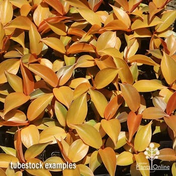 Philodendron Prince of Orange bright new leaf colour