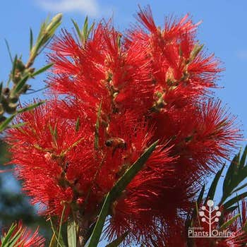 Callistemon Prolific in flower