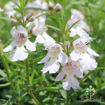 white native mint bush flowers