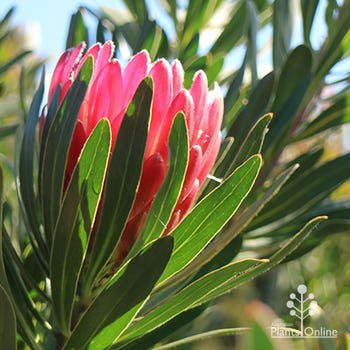 Pink Ice protea