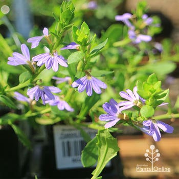 Purple Fusion fan flower