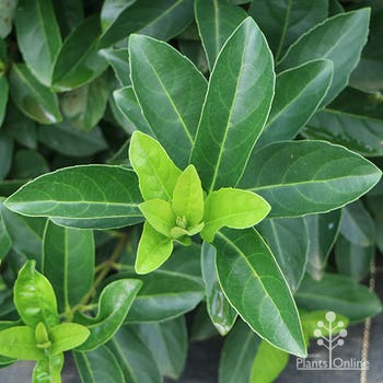 Viburnum Quick Fence foliage closeup 