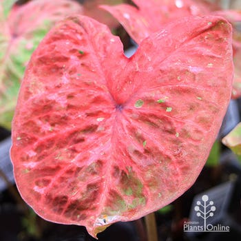 Caladium Raspberry Ripple