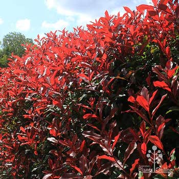 Red Robin Photinia hedge in the nursery