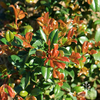 Syzygium Resilience copper leaf colour